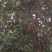 黄金桂花树2cm以下2.5~3米1~2米