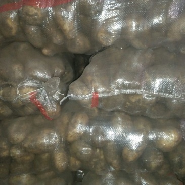 荷兰806通货2两以上
