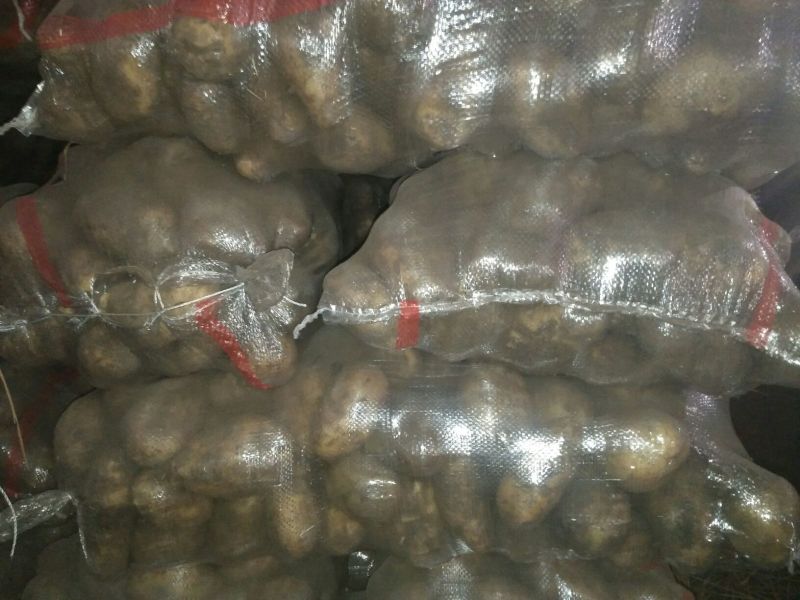 荷兰806通货2两以上