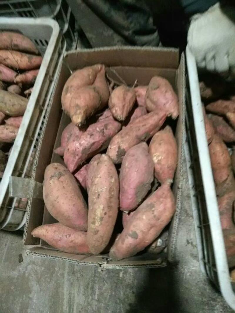 烟薯25大量供应种薯出售