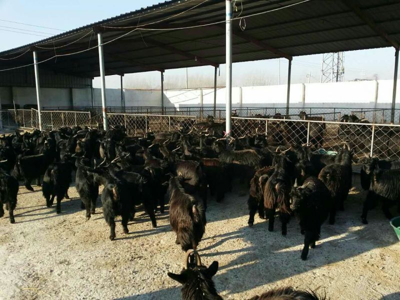 黑山羊全国免费送货，货到付款