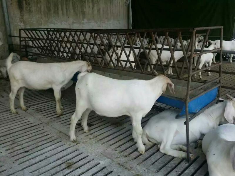 白山羊包成活率养殖技术，免费送货，货到付款