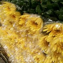 黄金菊50~80cm，广州，广西，基地都大量上货