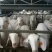山羊包成活率养殖技术，免费送货，货到付款