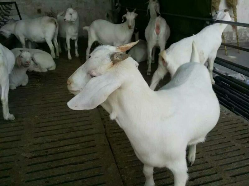 山羊包成活率养殖技术，免费送货，货到付款