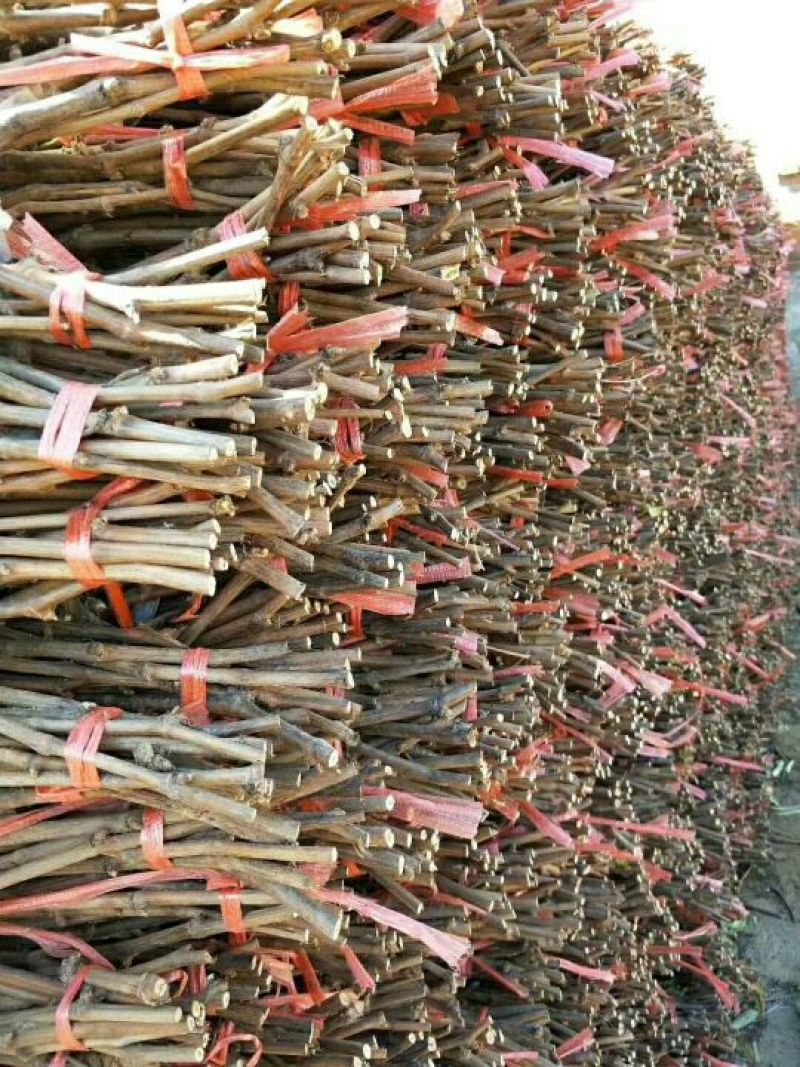 贝达跟嫁接红提葡萄苗30~50cm1年保纯度保成活率