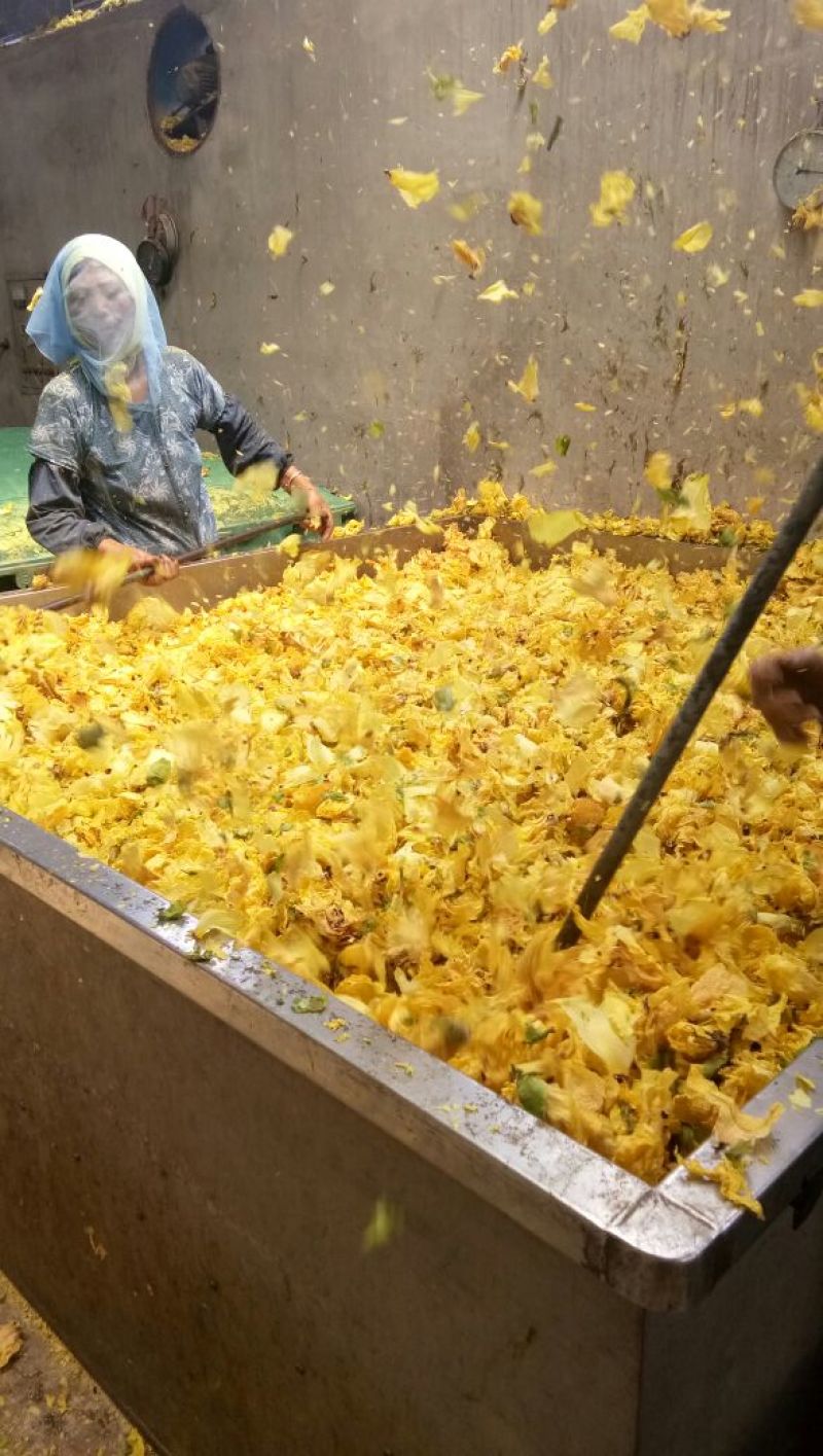 金花葵花特级