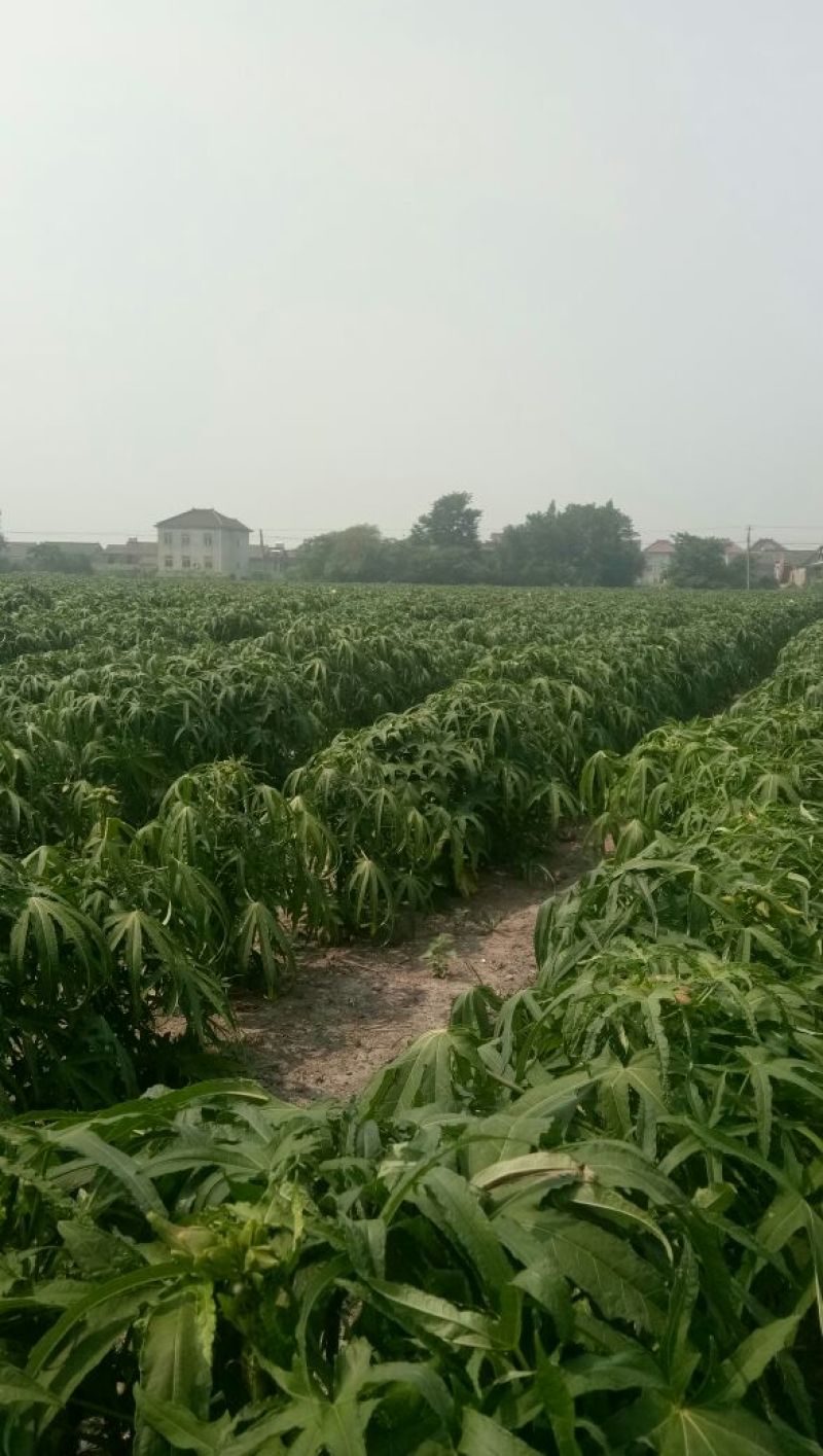 金花葵花特级