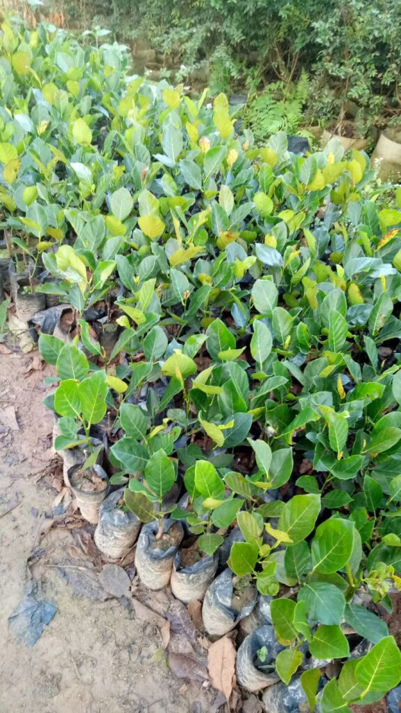 菠萝蜜树树苗嫁接红肉菠萝蜜树苗黄肉干苞果