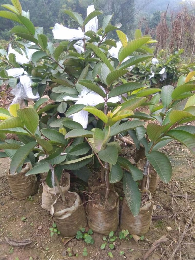 西瓜番石榴苗50~80cm