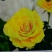 欧洲月季10~20cm