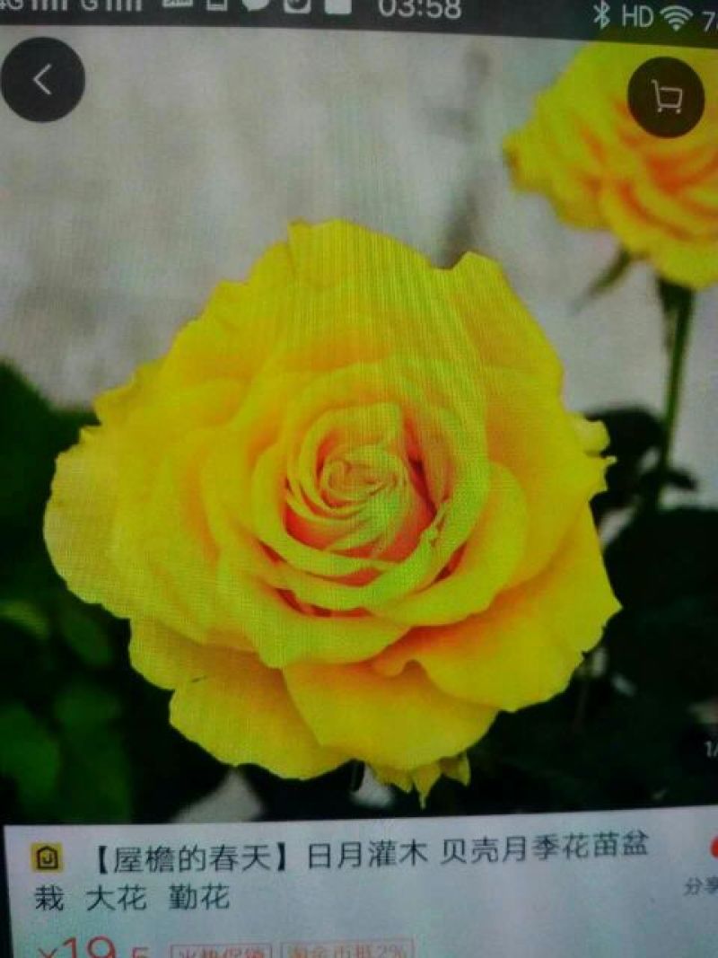 欧洲月季10~20cm