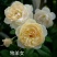 欧洲月季10~20cm