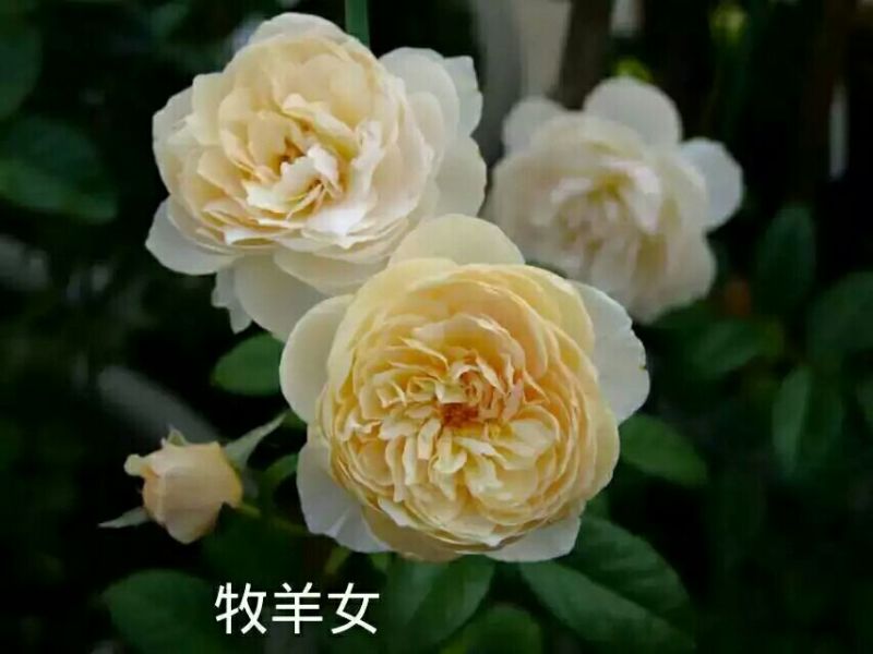 欧洲月季10~20cm