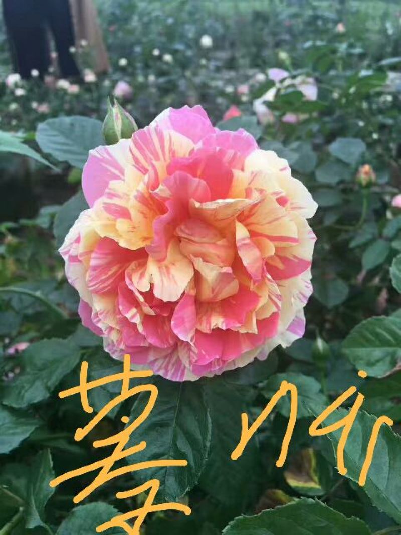 欧洲月季10~20cm