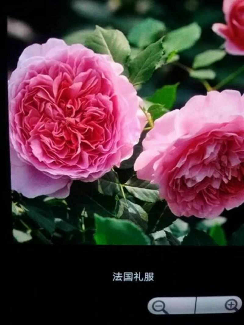 欧洲月季10~20cm