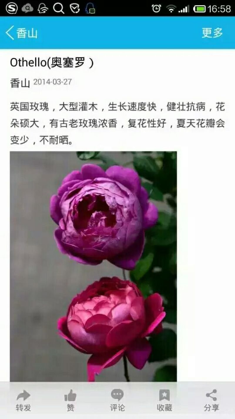 欧洲月季10~20cm