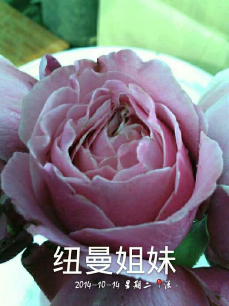欧洲月季10~20cm