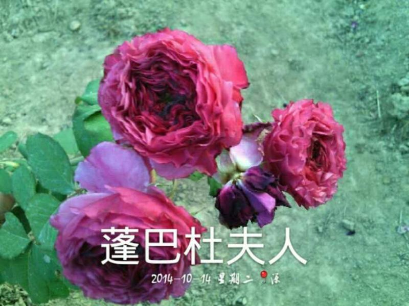 欧洲月季10~20cm
