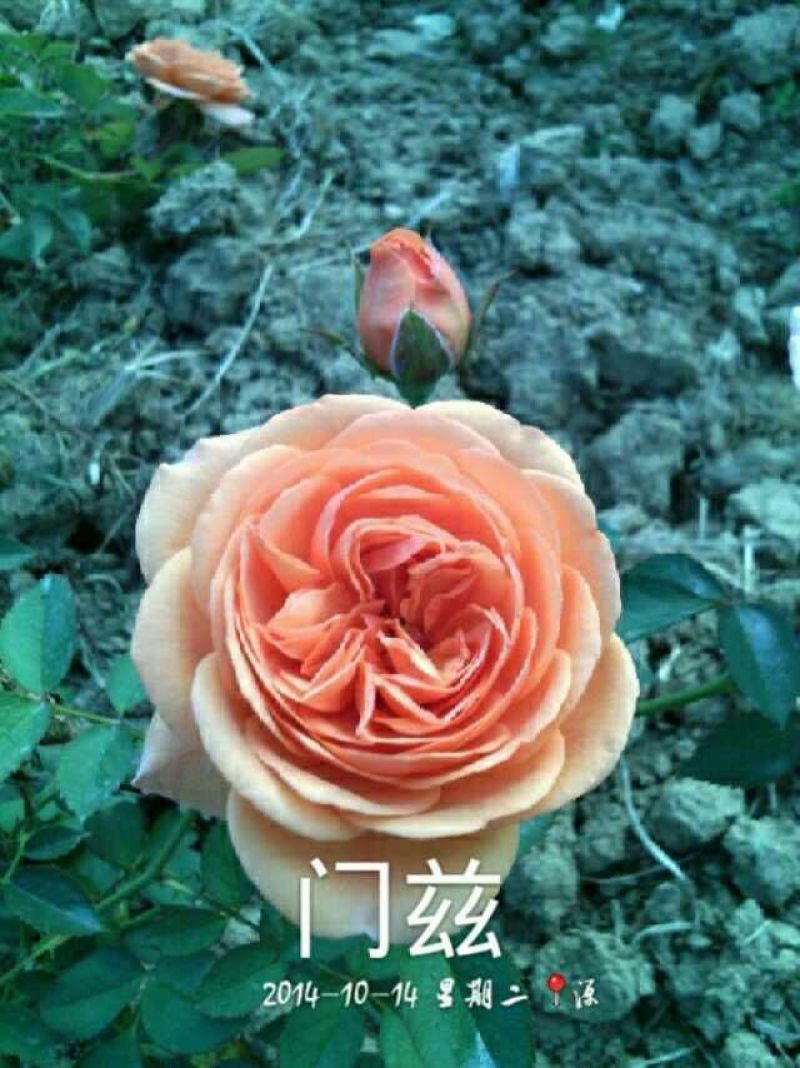 欧洲月季10~20cm