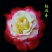 欧洲月季10~20cm