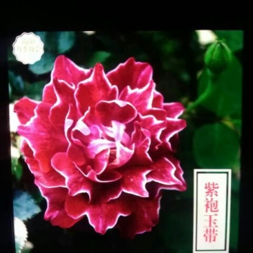 藤本月季20~30cm