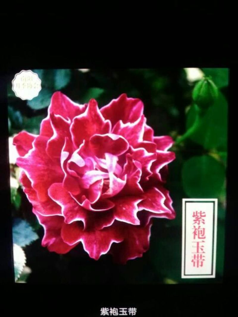 藤本月季20~30cm