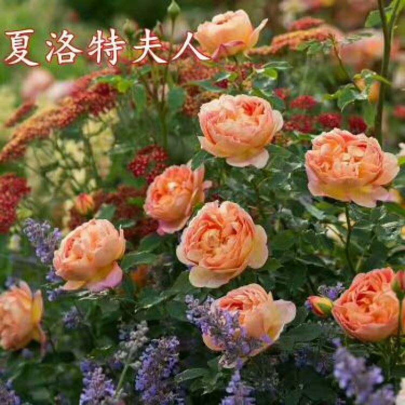 藤本月季20~30cm