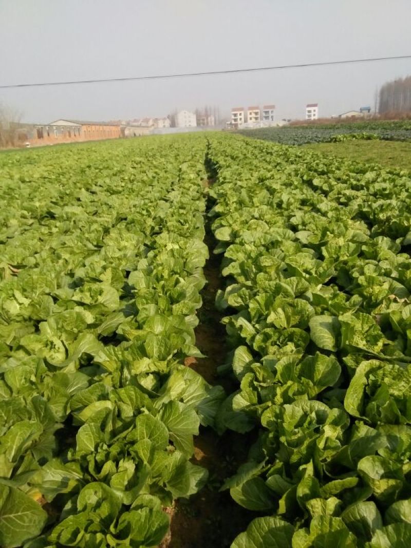 湖北白菜青杂3号白菜4~6斤毛菜品质保证欢迎咨询