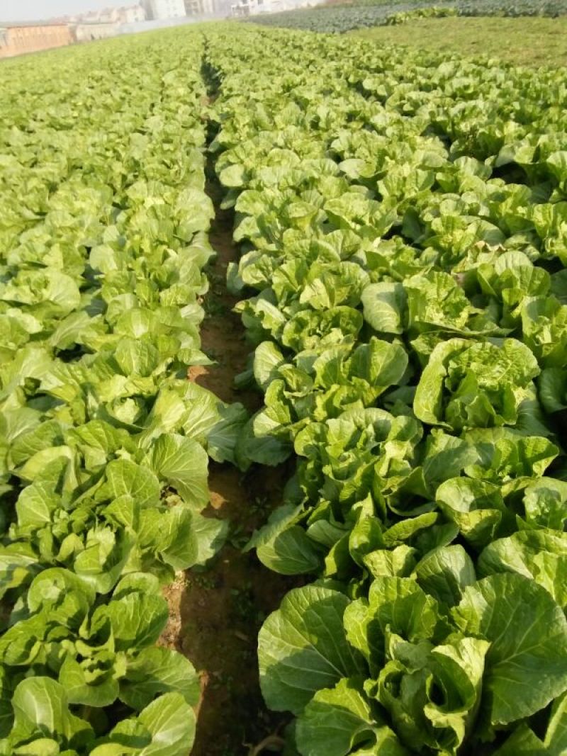 湖北白菜青杂3号白菜4~6斤毛菜品质保证欢迎咨询