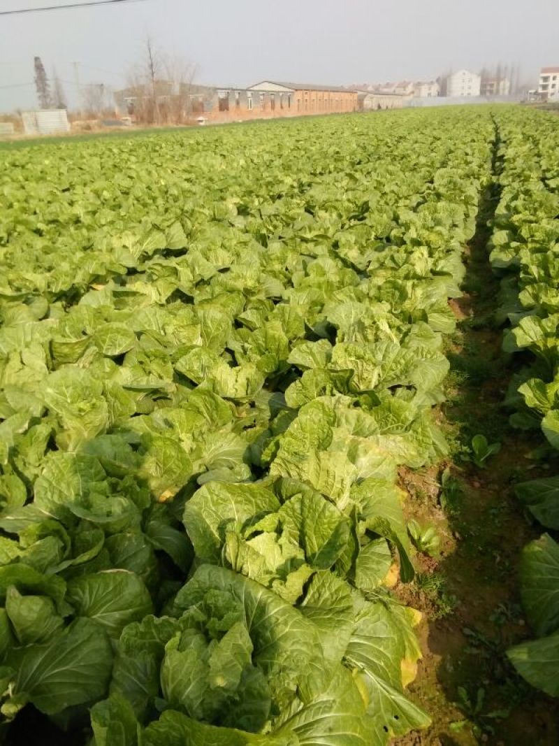 湖北白菜青杂3号白菜4~6斤毛菜品质保证欢迎咨询