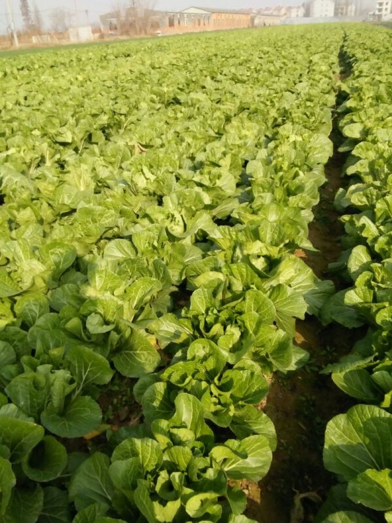 湖北白菜青杂3号白菜4~6斤毛菜品质保证欢迎咨询