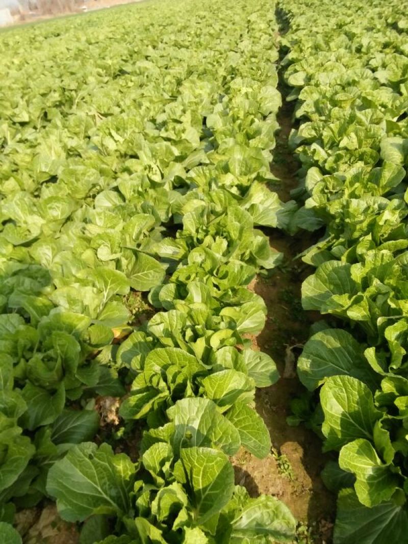 湖北白菜青杂3号白菜4~6斤毛菜品质保证欢迎咨询