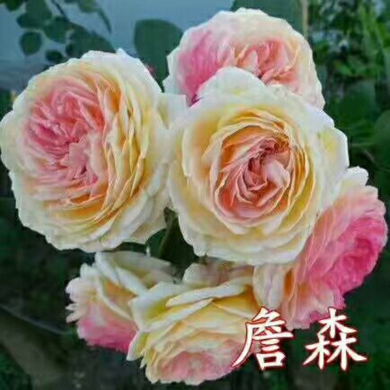 月季10~20cm