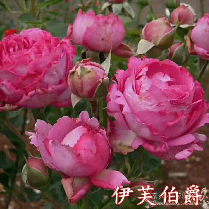 月季10~20cm