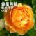 月季10~20cm