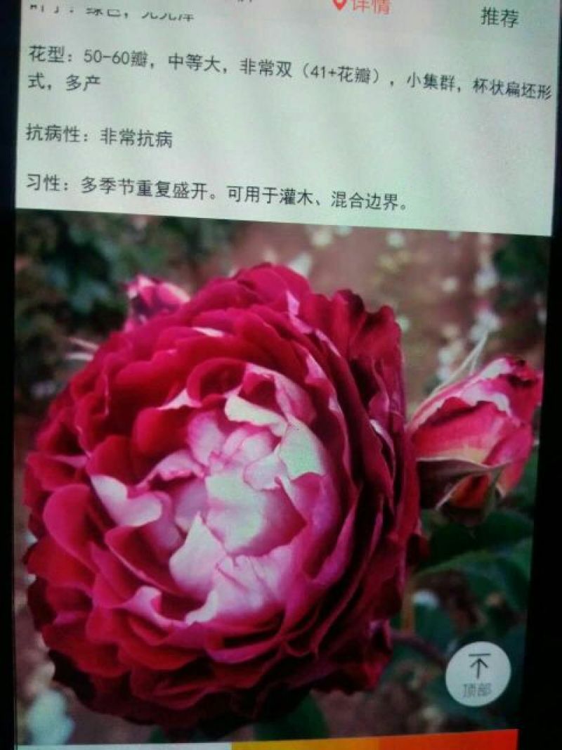 月季10~20cm