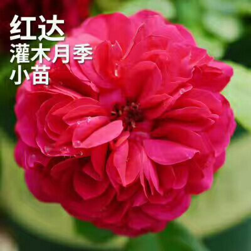 月季10~20cm