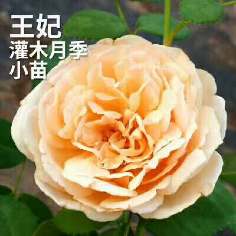 月季10~20cm