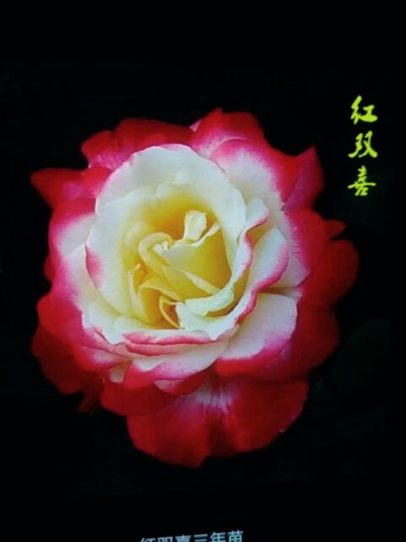 月季10~20cm