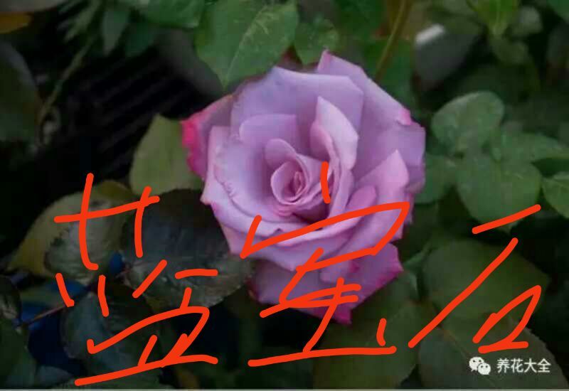 月季10~20cm