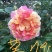 月季10~20cm