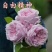 月季10~20cm