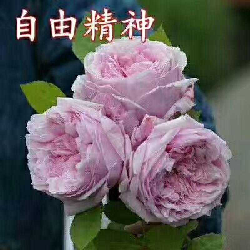 月季10~20cm