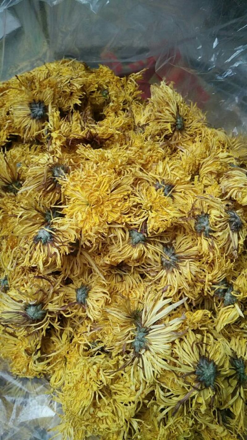 金丝皇菊