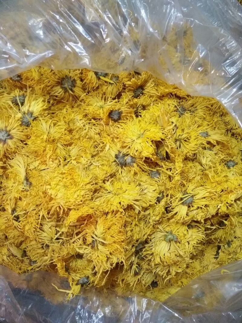 金丝皇菊
