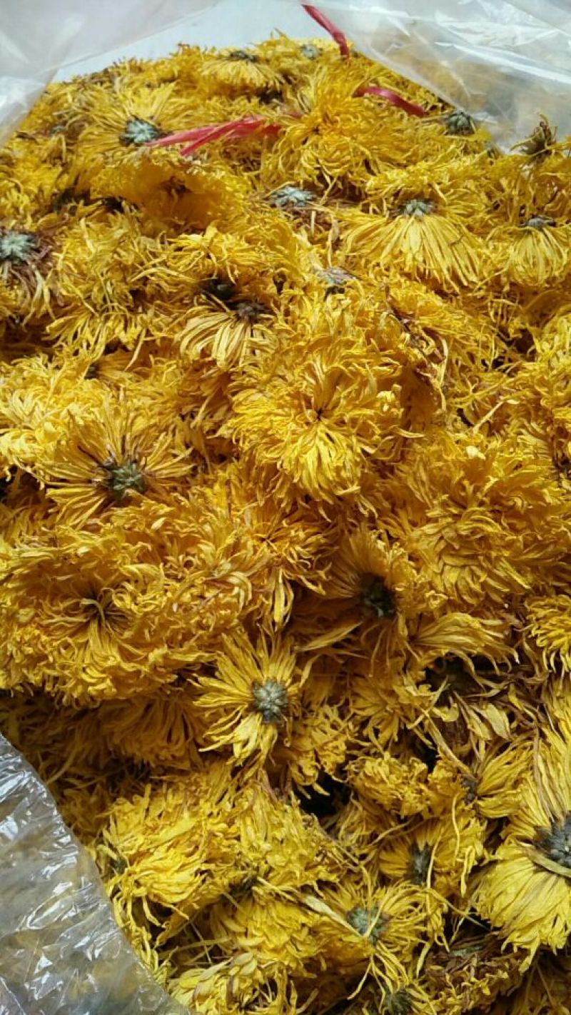 金丝皇菊