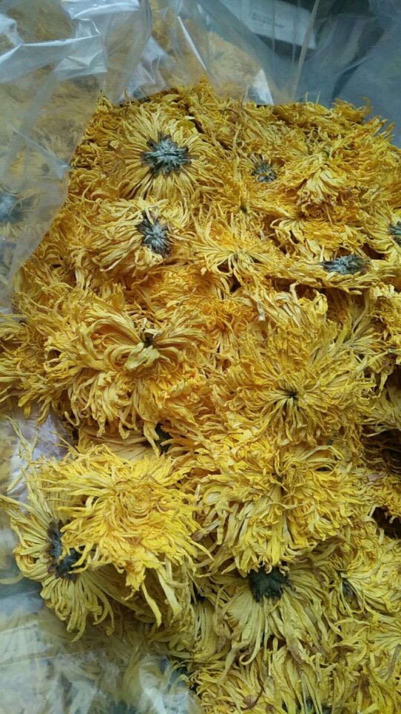 金丝皇菊