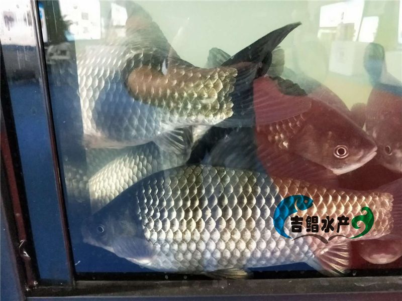 异育银鲫鱼苗圆头鲫鱼苗4～5公分