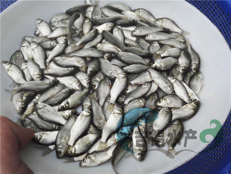 异育银鲫鱼苗圆头鲫鱼苗4～5公分